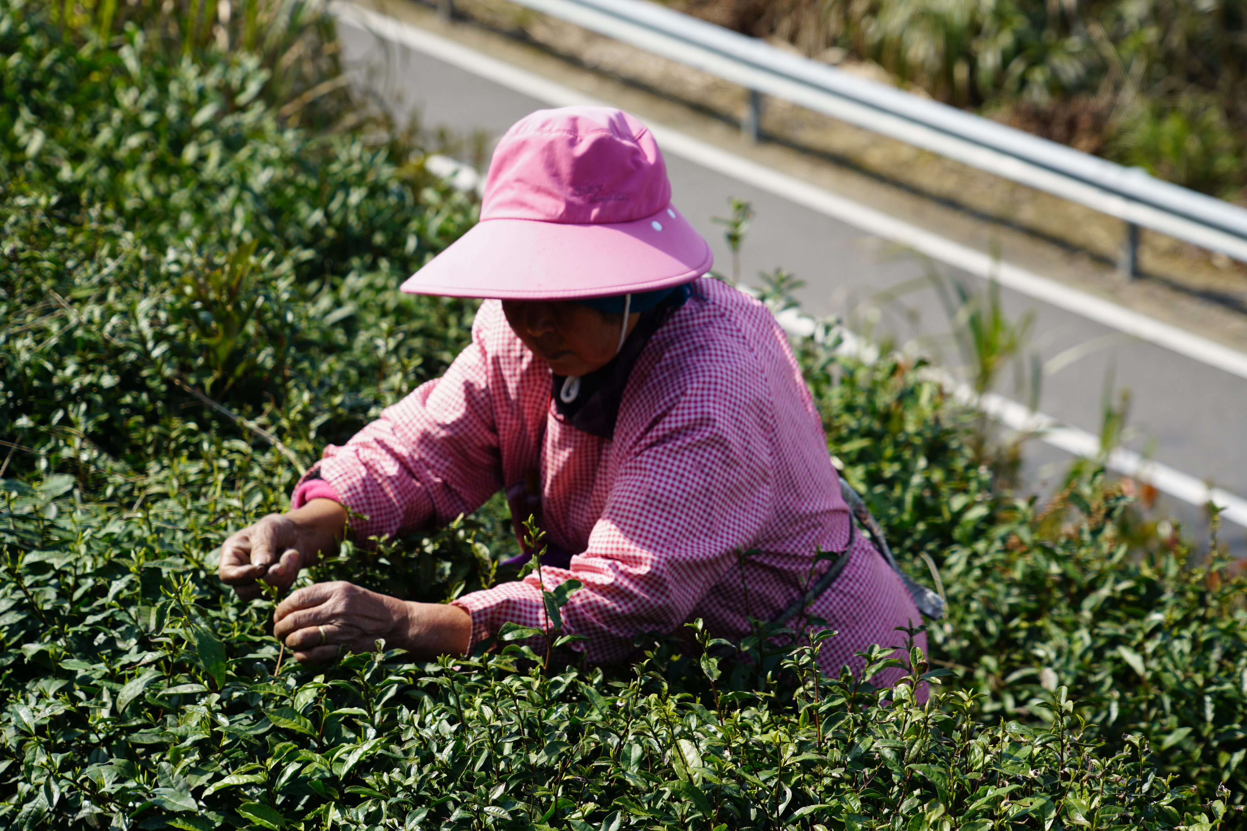 庙跟茶园茶菜.jpg